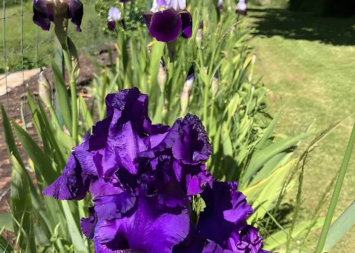 Le Chene Salignac Eyvigues